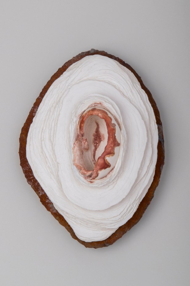 annalia amedeo memorie fossili #1.resized